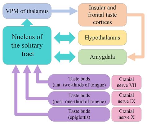 Chemical Senses Taste And Smell Introduction To Biological Psychology