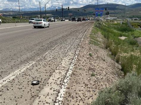 Plaga De Grillos Invade La Ciudad De Nevada En Estados Unidos Canal