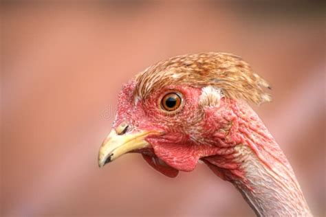 Transylvanian Naakte Hals Of Turken Haan Stock Foto Image Of Lepel