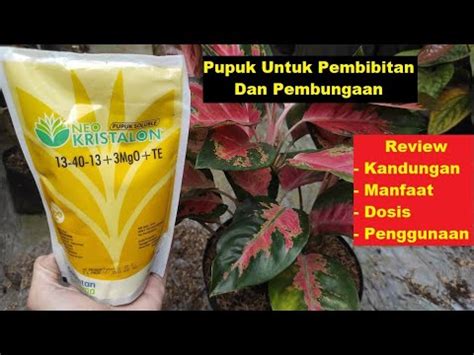 Pupuk NEO KRISTALON Kuning 13 40 13 3MgO TE Pupuk NPK Untuk Akar