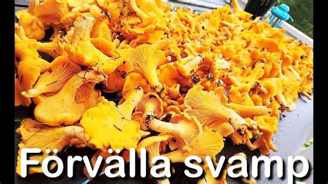 Förvälla svamp Plock rensa Kantarell Trumpetsvamp och Taggsvamp