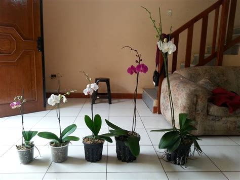 Macetas Para Orquideas S 500 En Mercado Libre