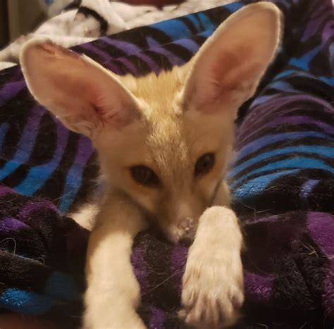 Fennec Fox For Sale In Oklahoma 46 Petzlover