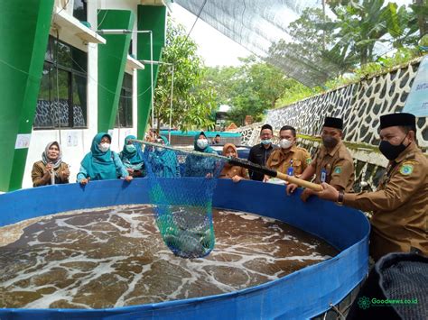 Panen Ikan Nila Dari Kolam Sistem Bioflok Goodnews Co Id