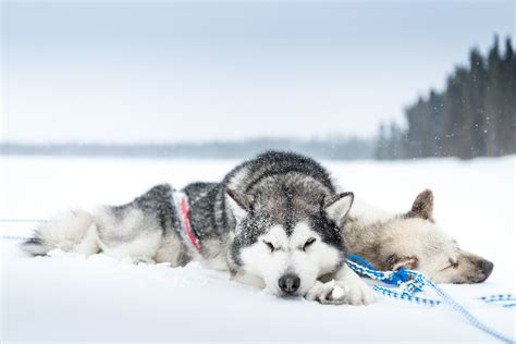 Winter Rest Siberian Huskies In Snow Hd Wallpaper By Arnaud Camel