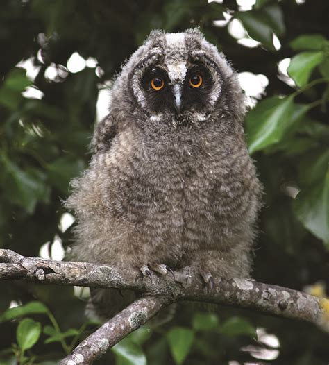 Duhallow Raptor Conservation Project: What does an owl sound like?