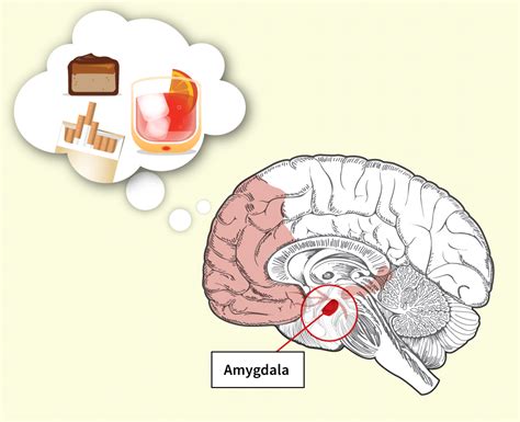 What Sugar Does To Your Brain Why Sugar Could Be To Blame For Your Bad Memory And Can It Get