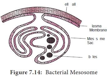 structures internal  cell membrane  bacteria
