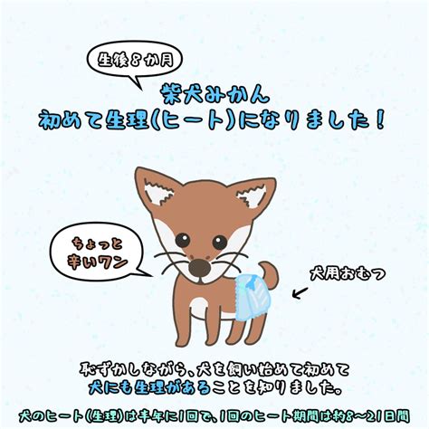 柴犬みかん 初めての生理（ヒート）の記録 しもしもさん家のブログ