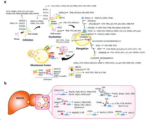 Transcription Factors Tfs That Target Autophagy Related Genes In