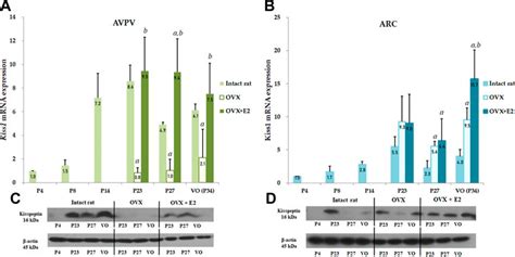 Frontiers Serum Kisspeptin Levels Mainly Depend On Ovarian Expression