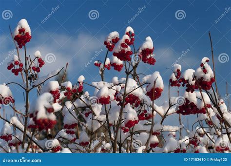 snow stock photo image  tranquil climate frost
