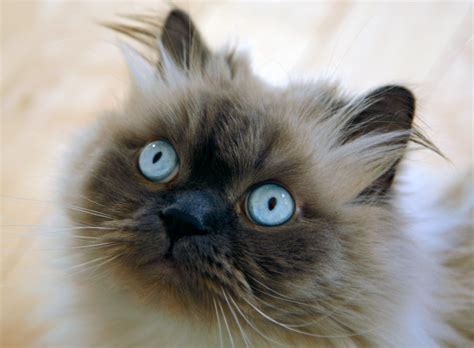 Himalayan Cat Colors - Top 10 Colors from Common to Rare