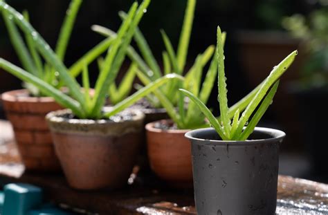 Bouturer Les Plantes Grasses Comment Faire Une Bouture