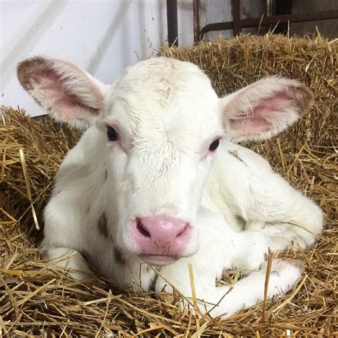 Dairy Good Life: Baby Calf Names of 2015