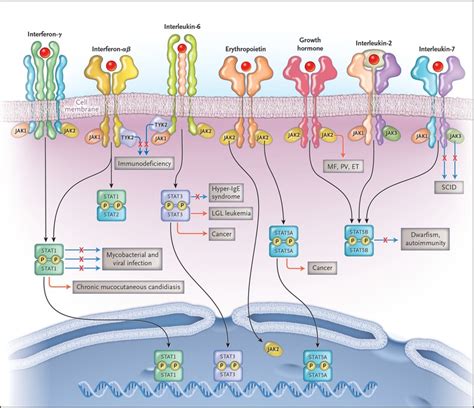 Jaks And Stats In Immunity Immunodeficiency And Cancer Nejm