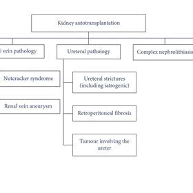 Indications for kidney autotransplantation (KAT). | Download Scientific Diagram