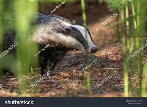 Badger Meles Meles Portraitclose Surrounded By Stock Photo 1445949515