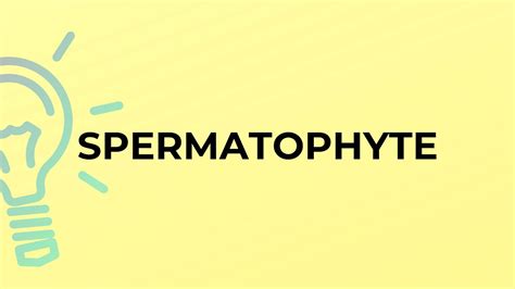 What is the meaning of the word SPERMATOPHYTE? - YouTube