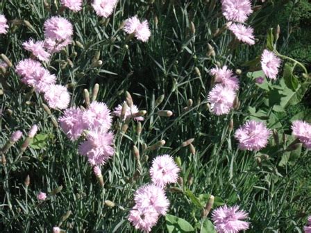 Гвоздика сизая (Dianthus caesius), гвоздика серовато-голубая (Dianthus ...