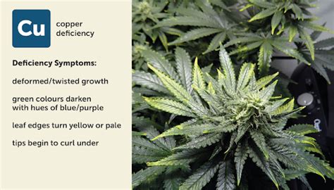 Most Common Cannabis Deficiencies Cannabis Seeds Humboldt Seed Company