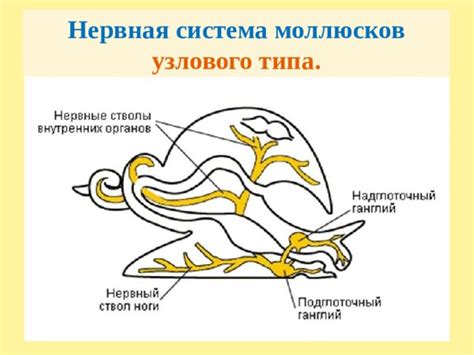 Строение нервной системы животных презентация