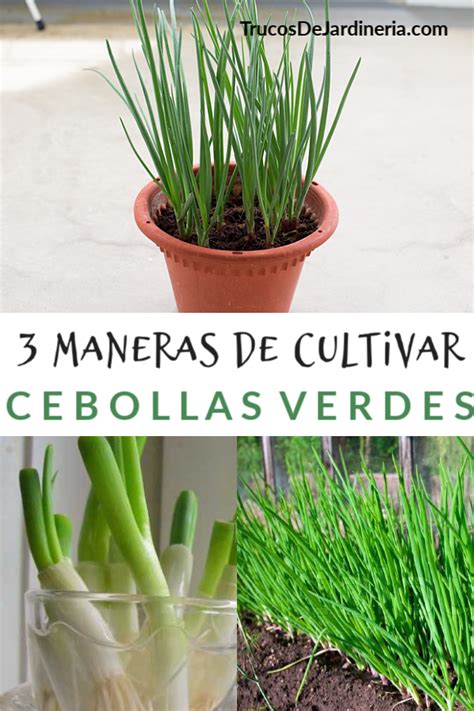 Como Cultivar Cebollas Verdes 3 Formas De Cultivar Cebollas Verdes