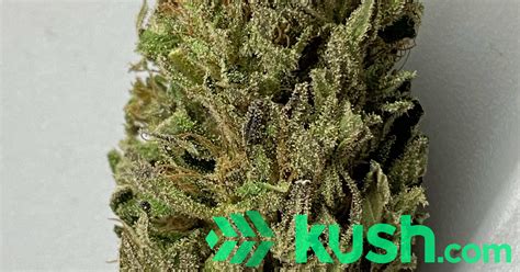 Tasty Herb- Bubba Kush, TW117 and more... | Kush.com Blog