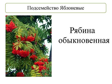 Покрытосеменные растения (лекция № 11) - презентация онлайн