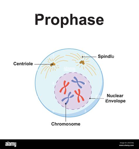 Mitosis Prophase Diagram