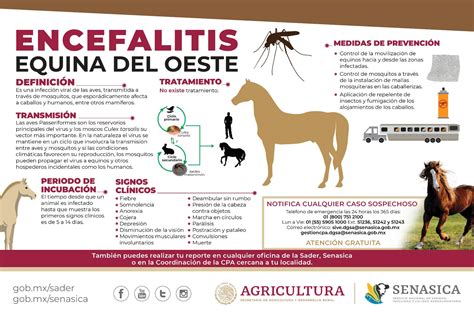 Encefalitis Equina Del Oeste