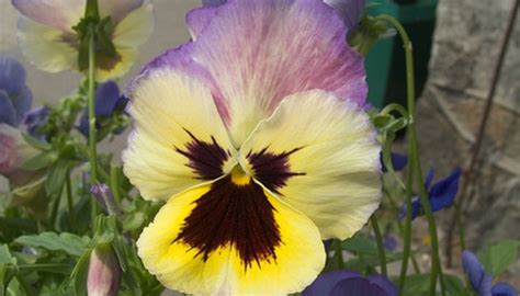 How to Trim Pansies | Garden Guides