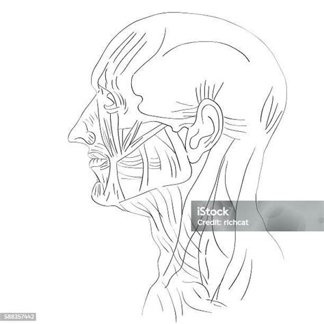 Tampilan Lateral Otot Kepala Ilustrasi Stok Unduh Gambar Sekarang