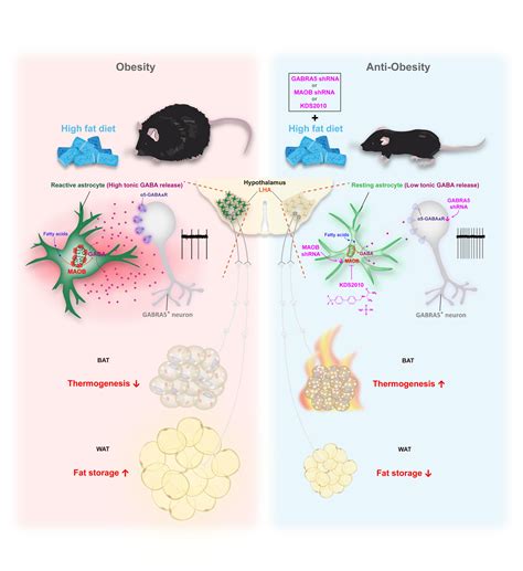 Study Demonstrates Weight Loss In Mice Without Resorting To Dietary