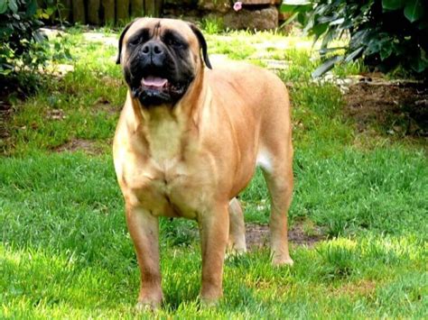 English Mastiff cross breeds | 10 Famous English Mastiff cross breeds