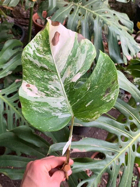 Variegated Monstera