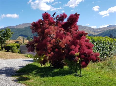 Cotinus Coggygria Grace Smoke Bush Easy Big Trees Nz