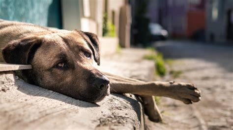 Brasil Tem Cerca De Mil Animais Abandonados Ou Resgatados Ap S Maus