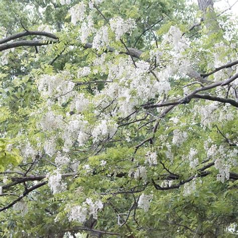 Black Locust Tree – Green Thumbs Garden