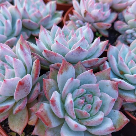 Echeveria Blue Bird Cuttings For Sale Echeveria Crassula Succulent