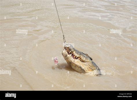 Saltwater Crocodile Jumping For Raw Buffalo Meat During Feeding In The