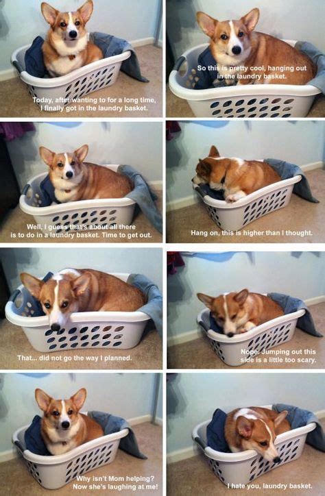 Corgi Dog Meme Cute Corgi Corgi Corgi Dog