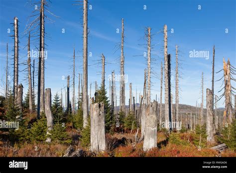 Acid Rain Effects On Trees