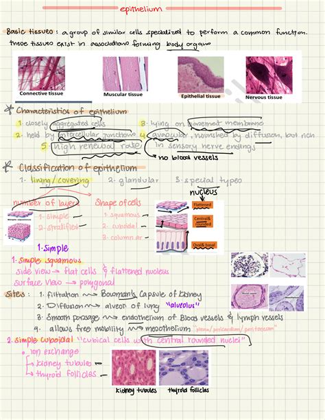 SOLUTION: Epithelium microscope slides - Studypool