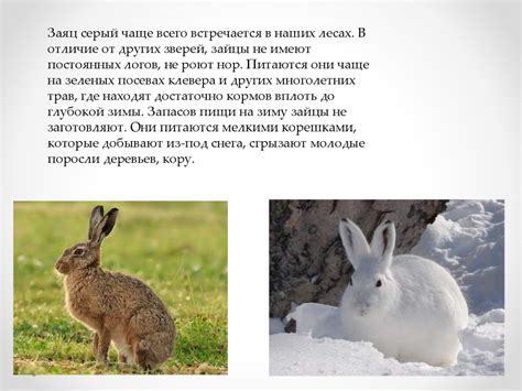 Кто как к зиме приготовился - презентация онлайн