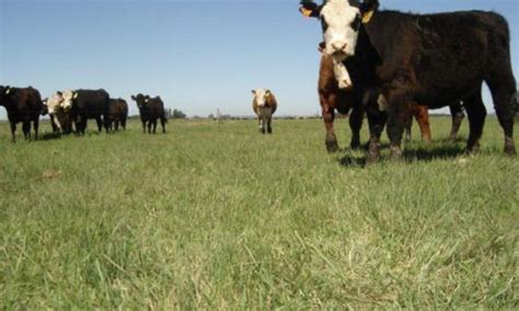 Claves Para Potenciar La Producci N De Pasturas Contexto Ganadero