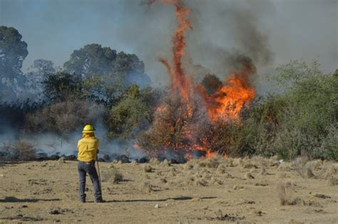 Hect Reas Da As Por Incendios En El Sureste De Coahuila Se