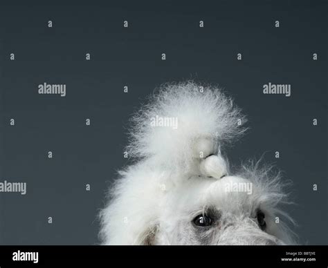 Close Up On Poodles Eyes And Forehead Stock Photo Alamy