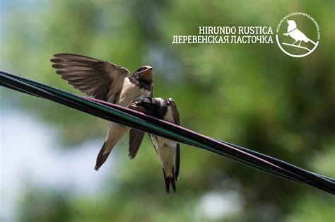 Hirundo rustica on Behance