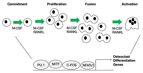 Ijms Free Full Text Epigenetic Regulators Involved In Osteoclast